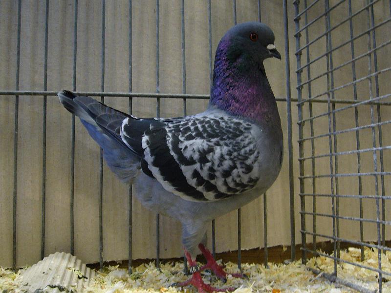 Ortsschau Langenberg 2008 193.jpg - Deutsche Modeneser Schietti blaugehämmert von Walter Dirkwinkel Preis HV 96 SE